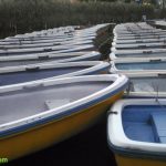 Shakujii-koen, park, koen, Saitama, Japan, plants, flowers, spider webs, nature, swan boats, paddle boats,