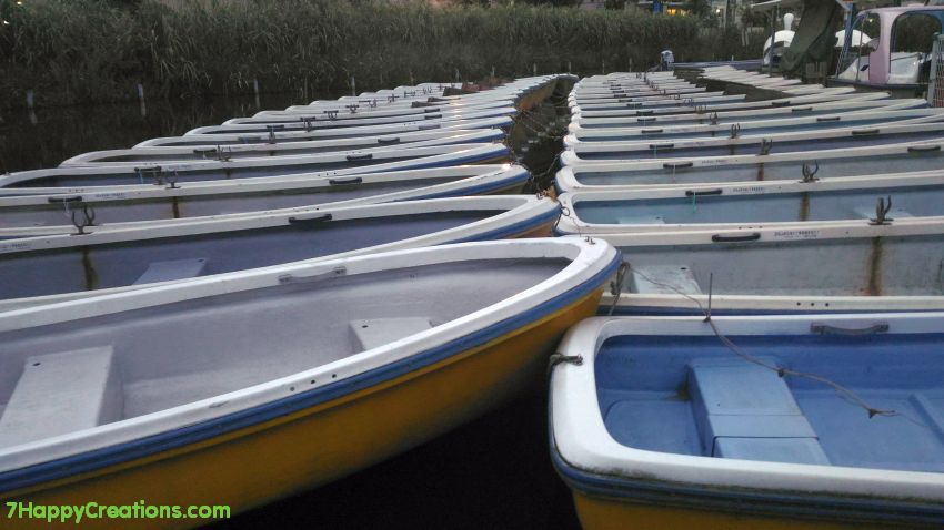 Shakujii, park, koen, Saitama, Japan, plants, flowers, spider webs, nature, swan boats, paddle boats, 