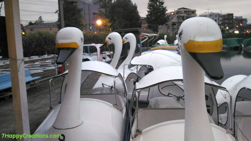 Shakujii, park, koen, Saitama, Japan, plants, flowers, spider webs, nature, swan boats, paddle boats, 