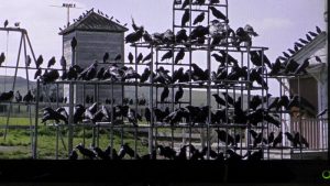 crow, zoo, attacked, protecting nest, babies, nature, ouch, Ueno Park,