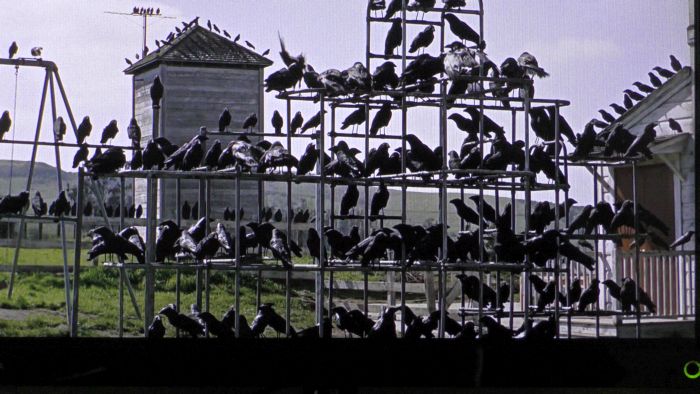 crow, zoo, attacked, protecting nest, babies, nature, ouch, Ueno Park, 