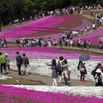 Mountain Life, Chichibu, Shibazakura, Matsuri, 7 Happy Creations, flowers displays, sheep, horses, food, drinking,