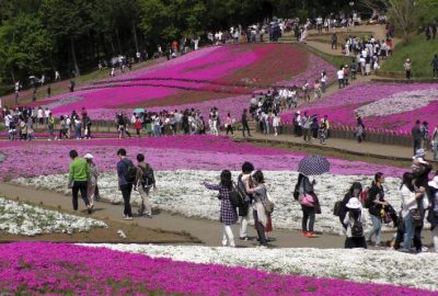 Mountain Life, Chichibu, Shibazakura, Matsuri, 7 Happy Creations, flowers displays, sheep, horses, food, drinking,