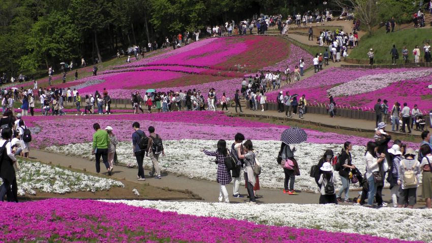 Mountain Life, Chichibu, Shibazakura, Matsuri, 7 Happy Creations, flowers displays, sheep, horses, food, drinking,