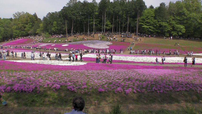 Mountain Life, Chichibu, Shibazakura, Matsuri, 7 Happy Creations, flowers displays, sheep, horses, food, drinking,