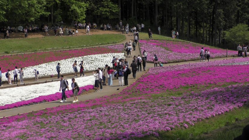 Mountain Life, Chichibu, Shibazakura, Matsuri, 7 Happy Creations, flowers displays, sheep, horses, food, drinking,